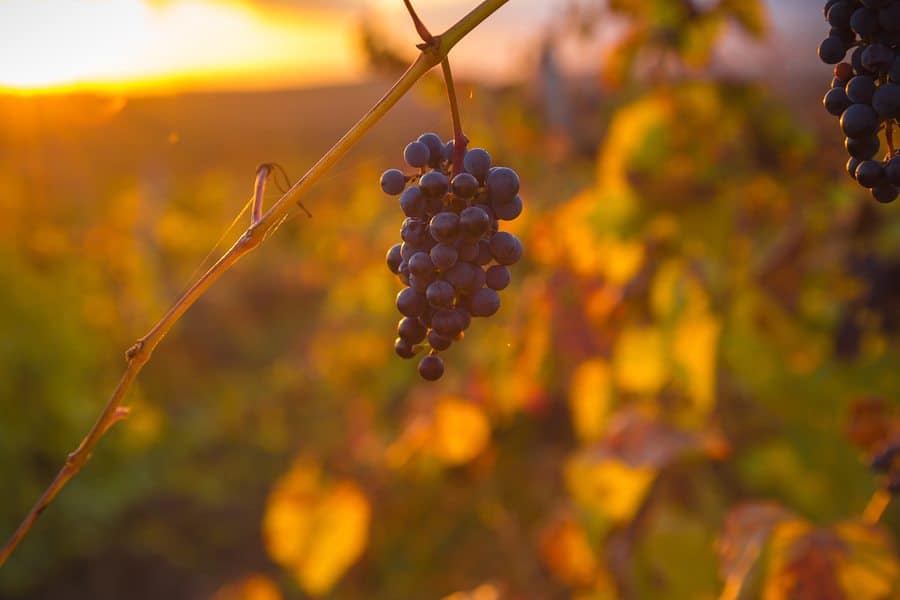 A cluster of dark grapes hanging from a vine against a sunset backdrop.