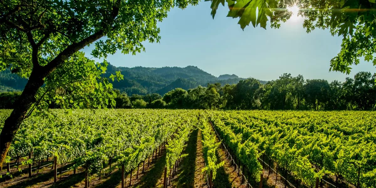 A lush vineyard stretches across rolling hills under a clear blue sky. A lush vineyard stretches across rolling hills under a clear blue sky.