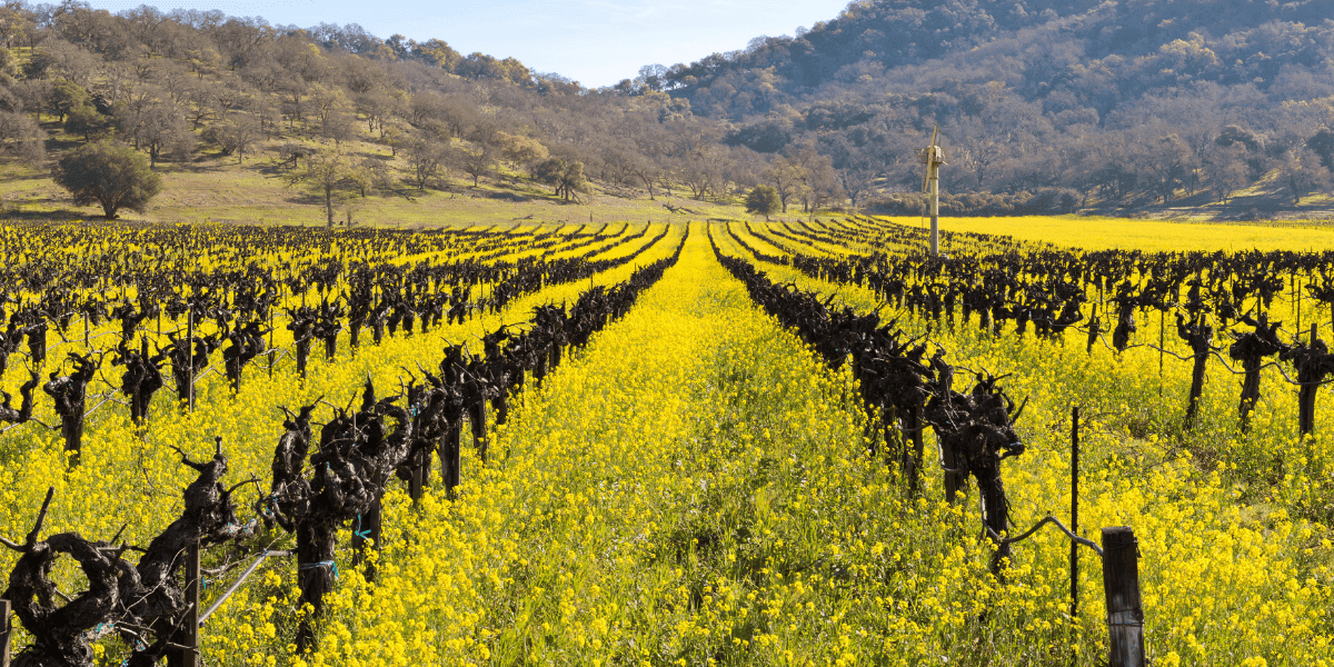A vineyard landscape with bare vines surrounded by vibrant yellow mustard flowers and rolling hills. A vineyard landscape with bare vines surrounded by vibrant yellow mustard flowers and rolling hills.