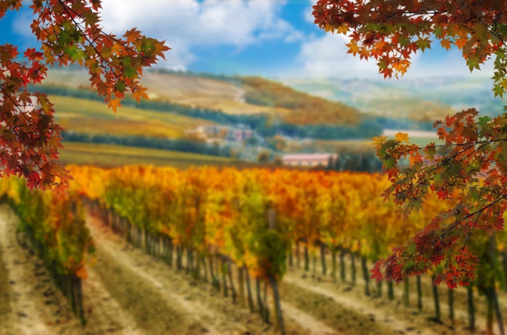 Vibrant autumn vineyards with colorful foliage against a scenic backdrop.