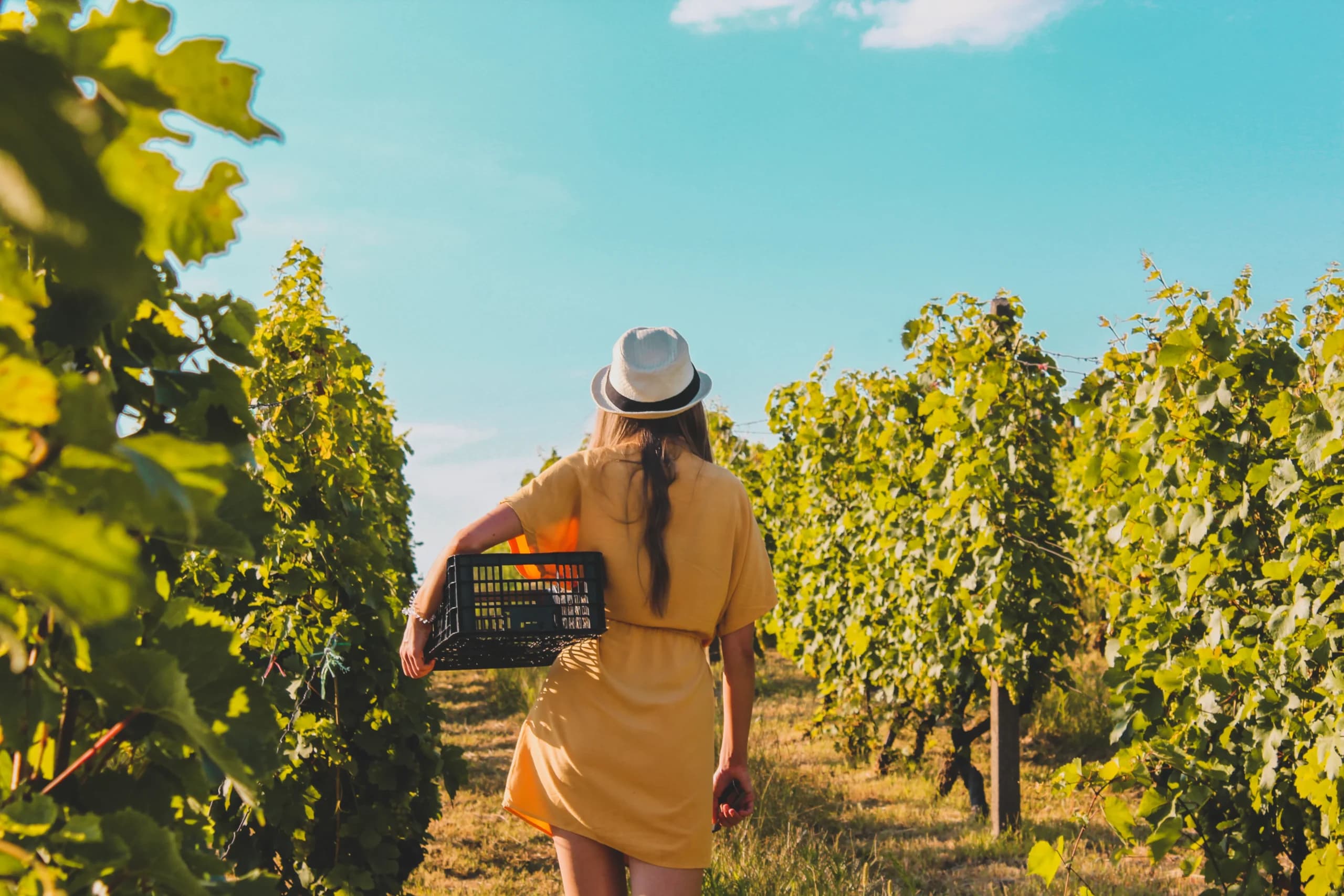 A woman in a yellow dress and hat walks through a vineyard carrying a basket. A woman in a yellow dress and hat walks through a vineyard carrying a basket.
