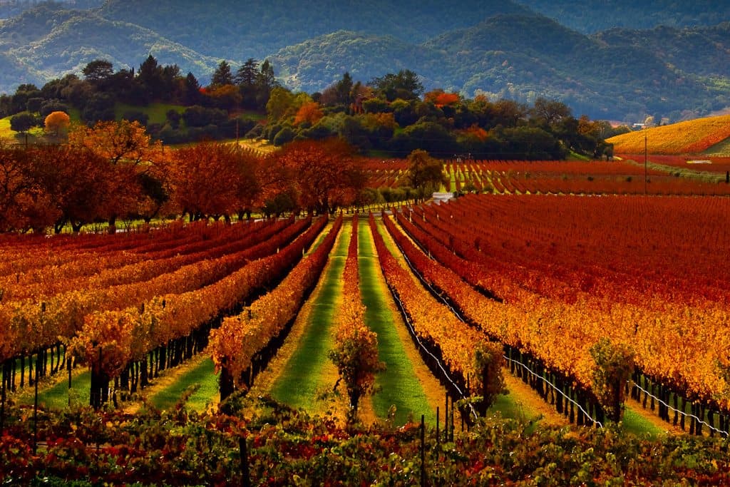 A picturesque vineyard in autumn, featuring vibrant orange and red foliage against a mountainous backdrop.