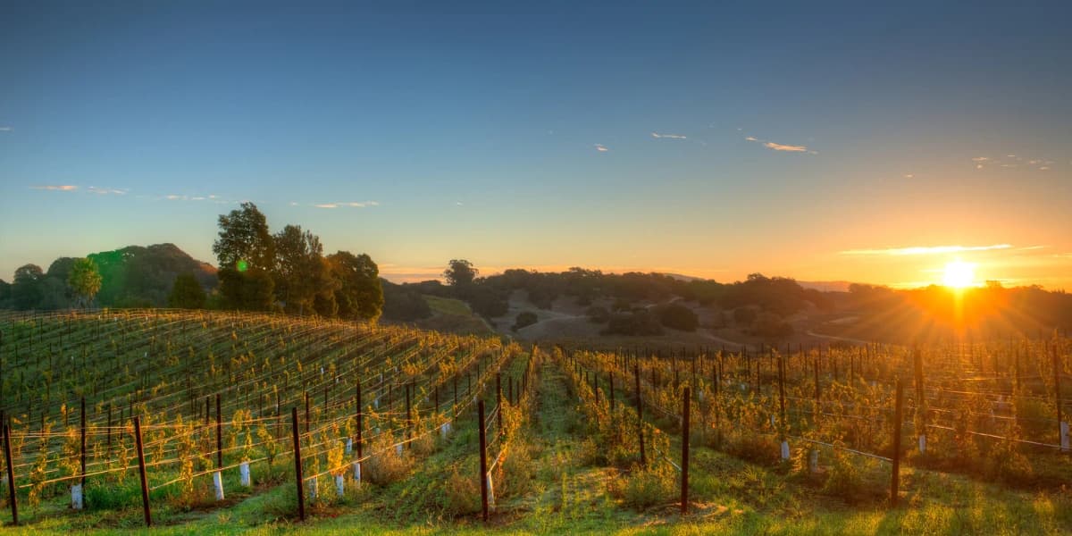 A picturesque vineyard bathed in warm sunlight at sunrise. A picturesque vineyard bathed in warm sunlight at sunrise.