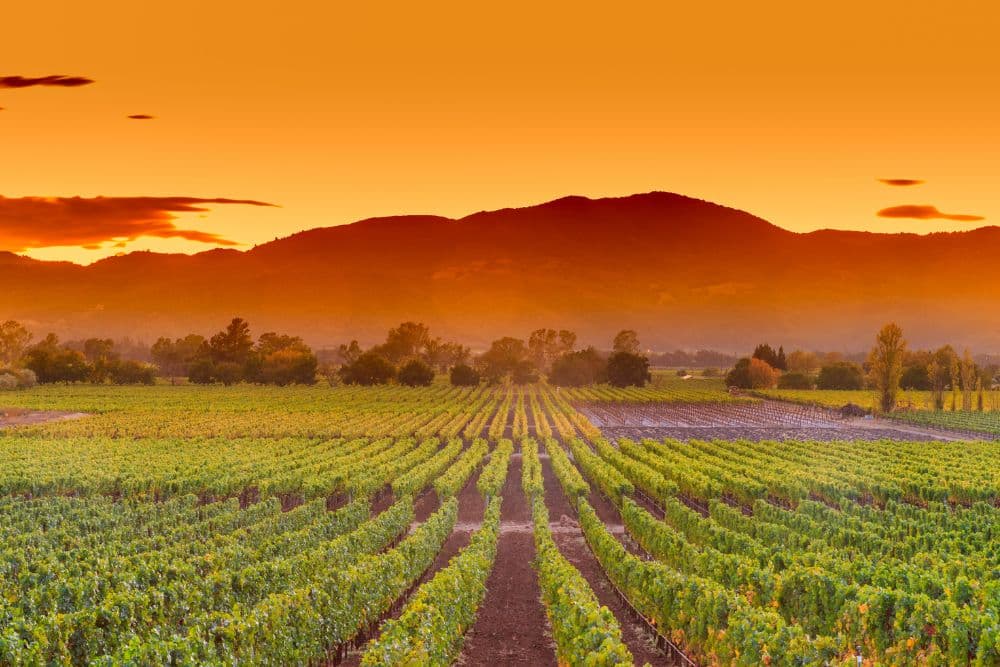 Vast vineyard rows stretch toward a misty mountain under a vibrant orange sunset.