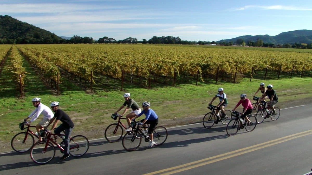 A group of cyclists rides along a road beside a vineyard under a clear sky.
