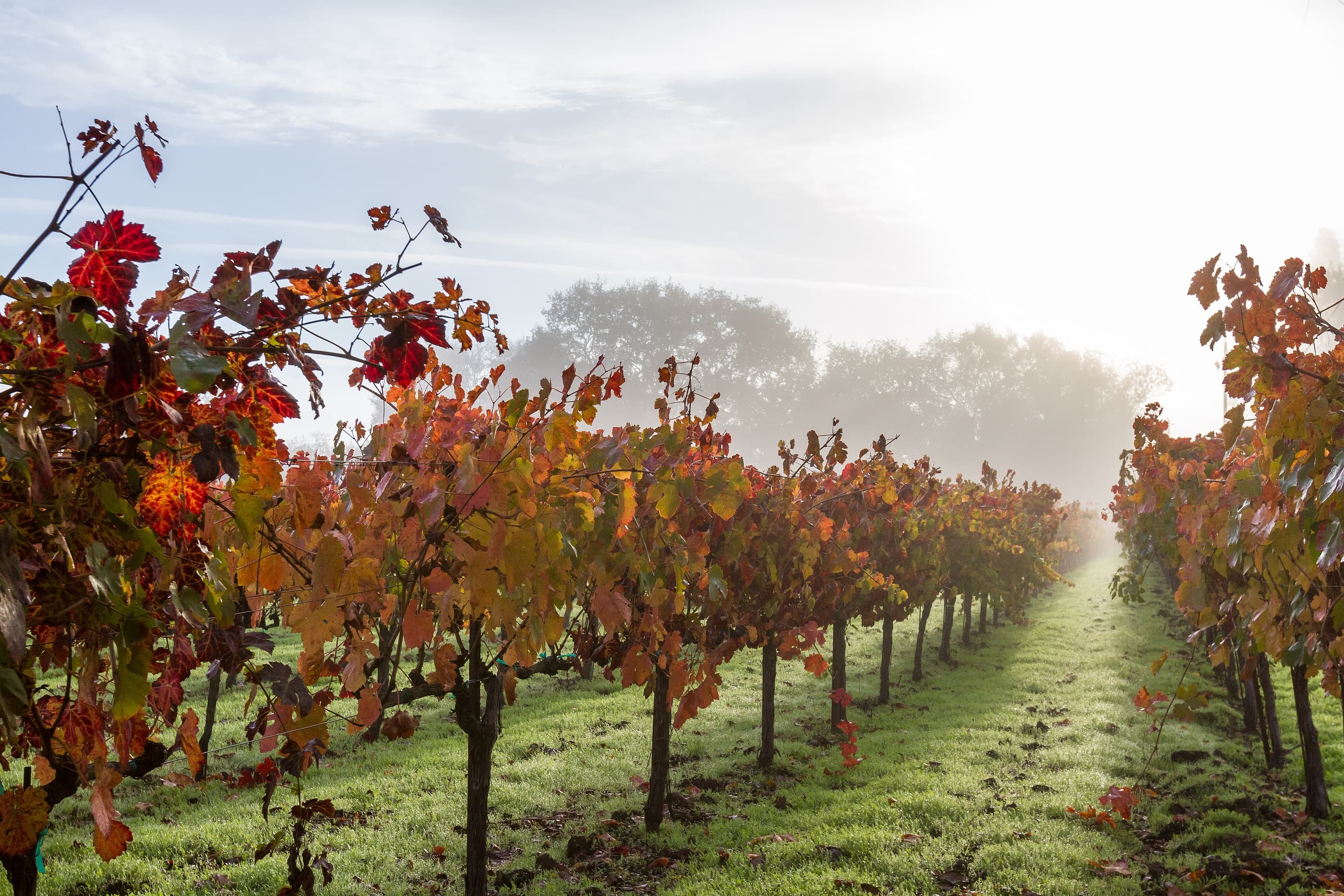 A misty vineyard path lined with vibrant autumn leaves and soft morning light.