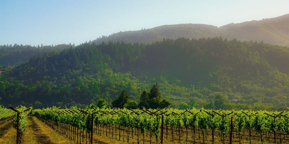 A picturesque vineyard stretches across rolling hills under a clear sky.