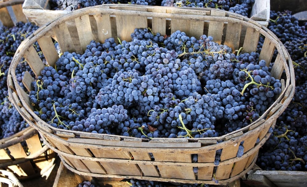 A wooden basket filled with clusters of blue grapes.