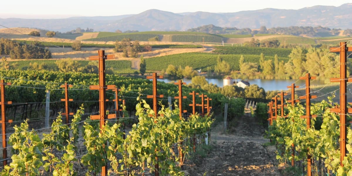 Vineyards stretch across rolling hills with a lake visible in the background. Vineyards stretch across rolling hills with a lake visible in the background.