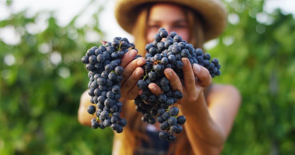 A person in a straw hat holds two clusters of dark grapes in front of a vineyard backdrop.