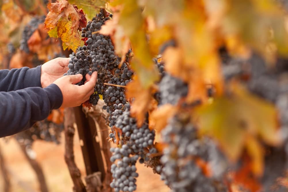 A person gently picks ripe grapes from a vineyard.