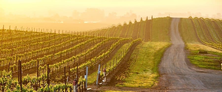 A sunlit vineyard with rolling hills and a winding dirt path.