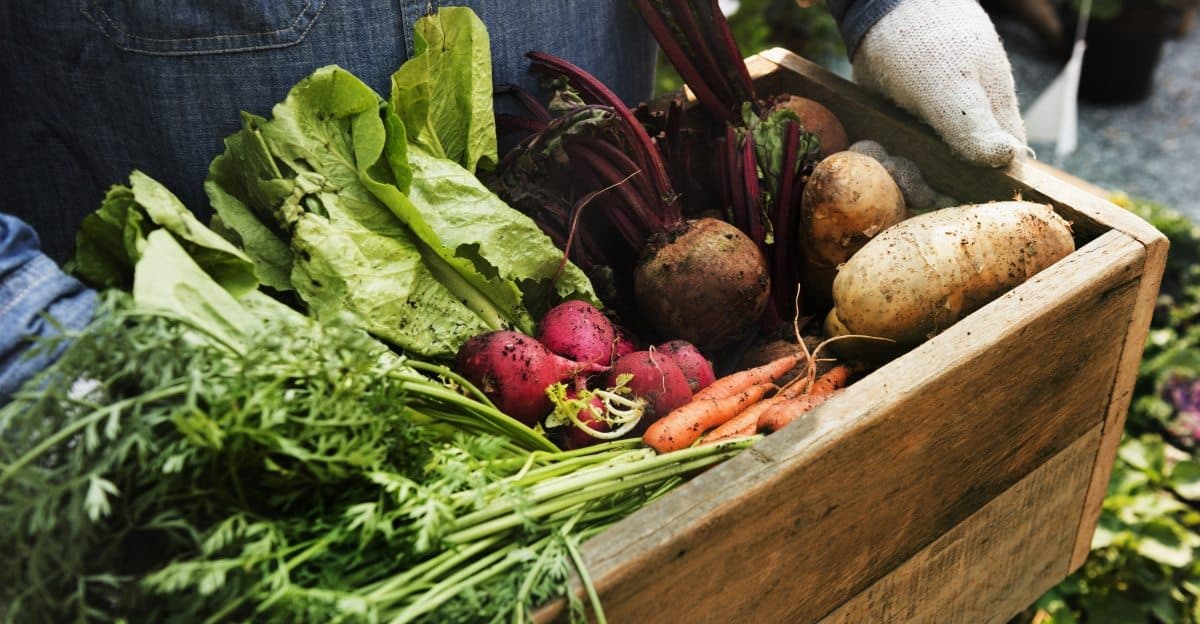 A person holding a wooden crate filled with various fresh vegetables, including lettuce, beets, potatoes, and carrots.
