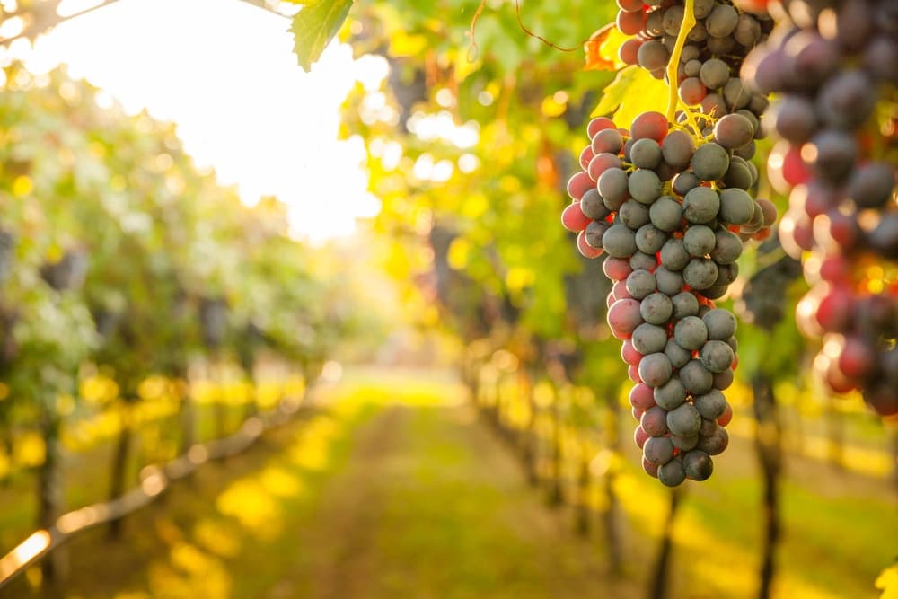 A close-up of ripe grapes hanging from a vine in a sunlit vineyard.