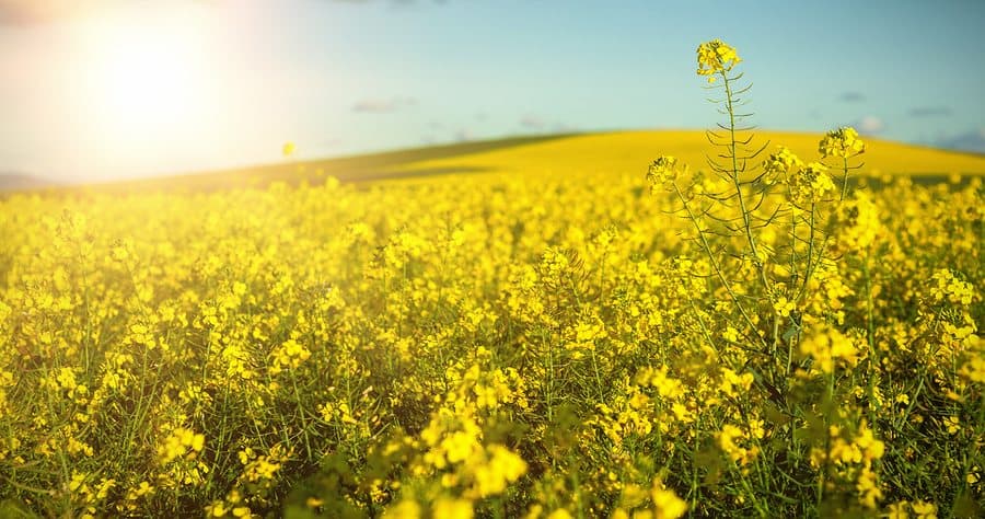 A field of bright yellow flowers under a clear blue sky and sunlight.
