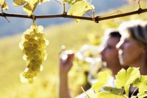 A cluster of green grapes hangs from a vine as a couple enjoys wine in the background.