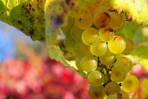 A cluster of yellow grapes hangs among green leaves with a colorful blurred background.