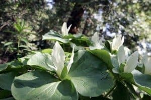 Cluster of white flowers amid green leaves in a wooded area.