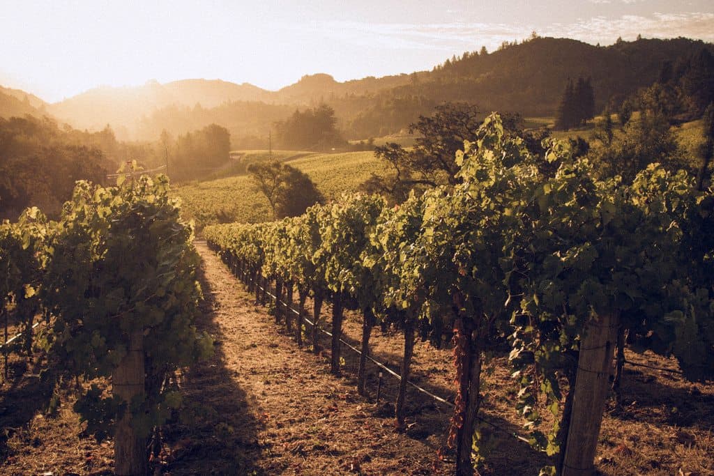 A sunlit vineyard stretches towards rolling hills in the background.