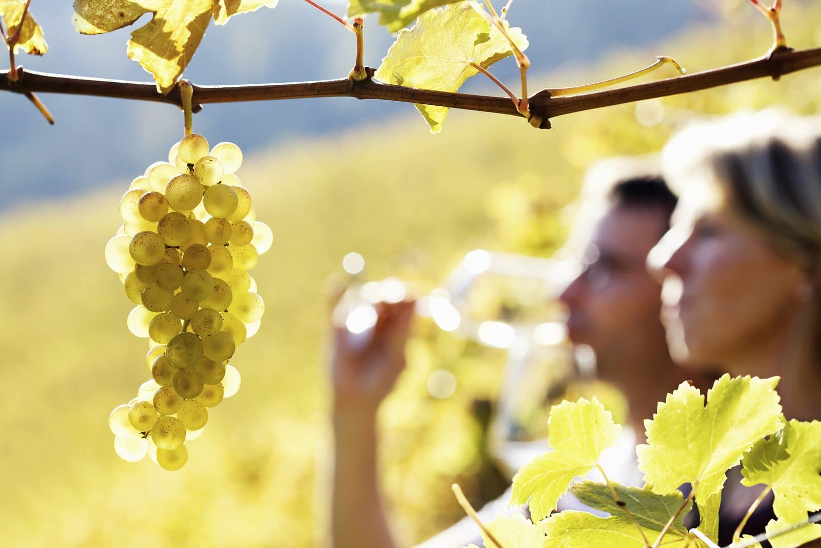 Wine Tasting in the Los Carneros AVA in Napa