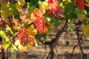 10 Fun Fall Things to Do in the Napa Valley