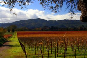 Fall Harvest Napa Valley