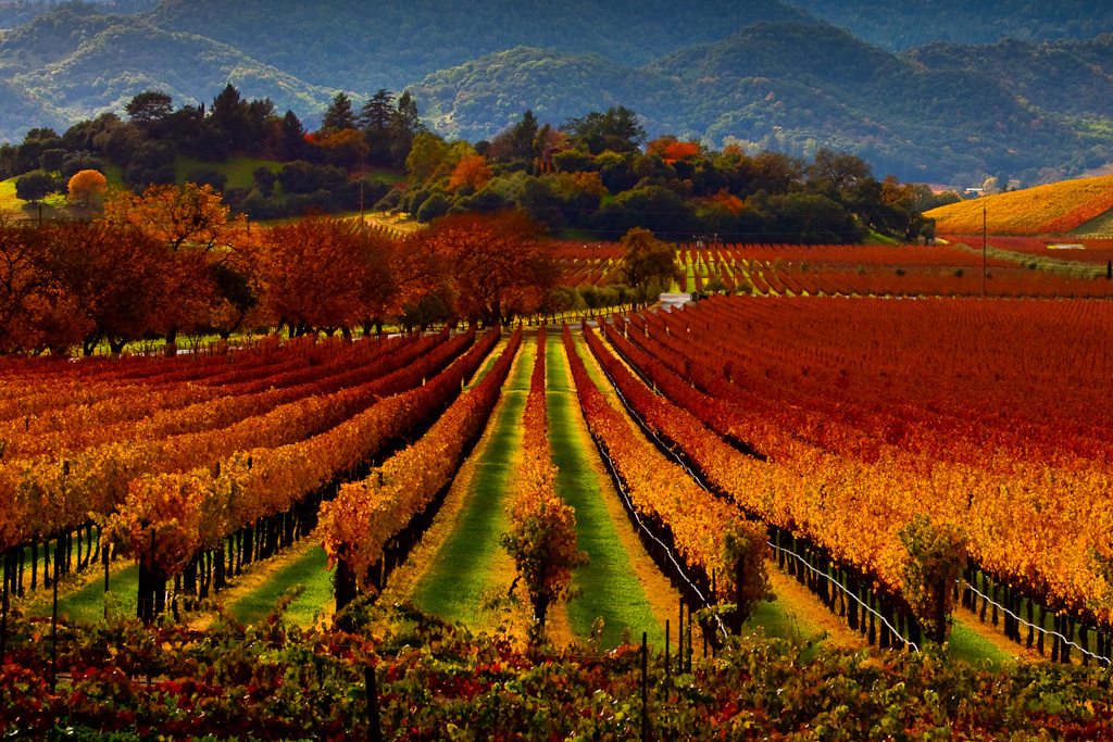 Private Napa Valley Wine Tours - Wine Country Limos