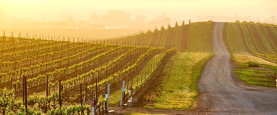 hot air balloon napa