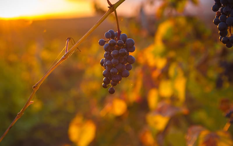 When is The Best Time to Visit Napa Valley? - Extranomical