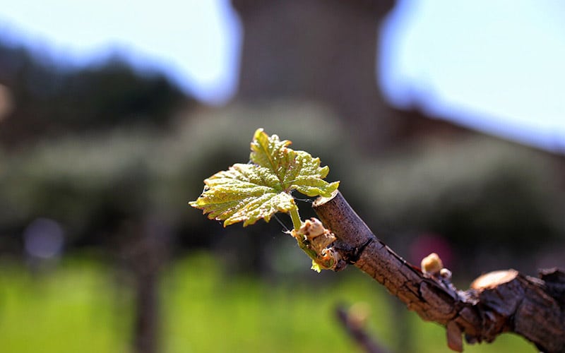 Best Time to Visit Napa Valley  Ideal Months and Seasons • Abroad with Ash