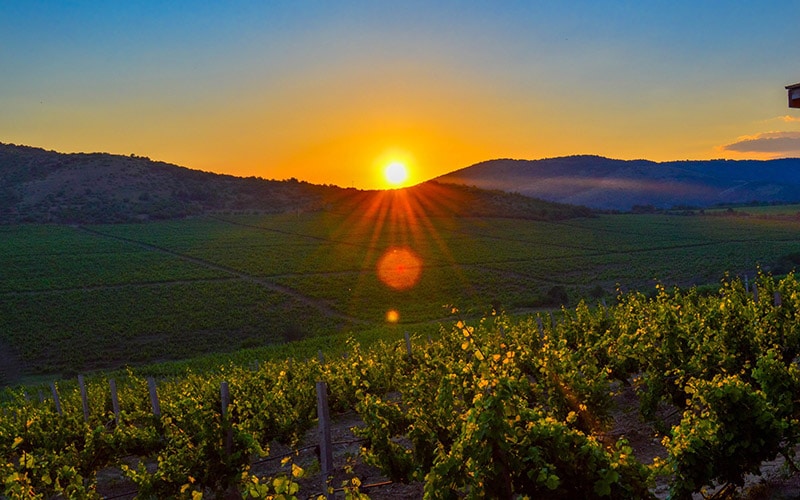 Best Time to Visit Napa Valley  Ideal Months and Seasons • Abroad