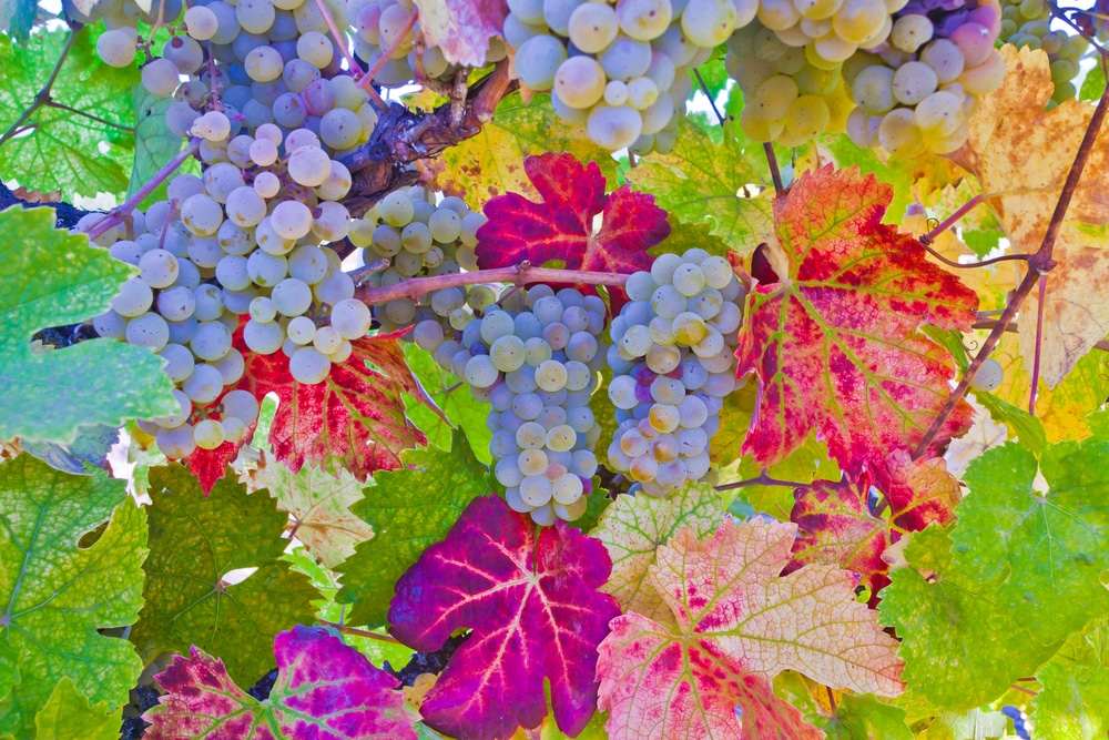 The Best Time to Visit Napa Valley: Fall Edition