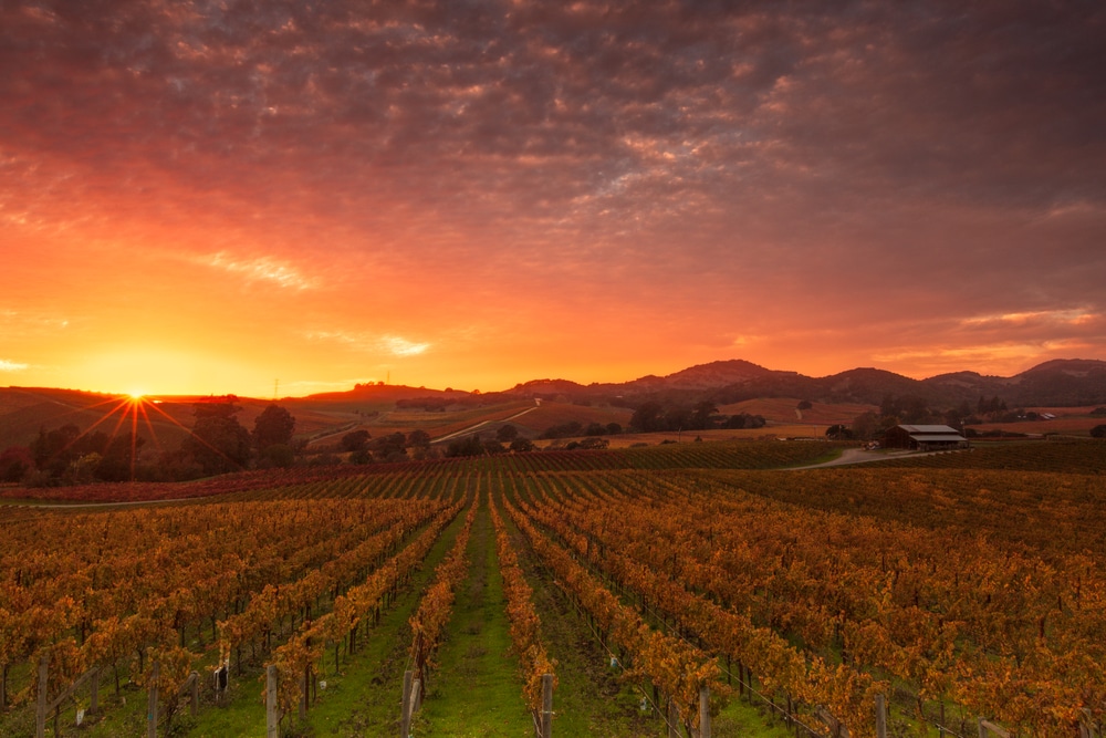 Best Time to Visit Napa Valley