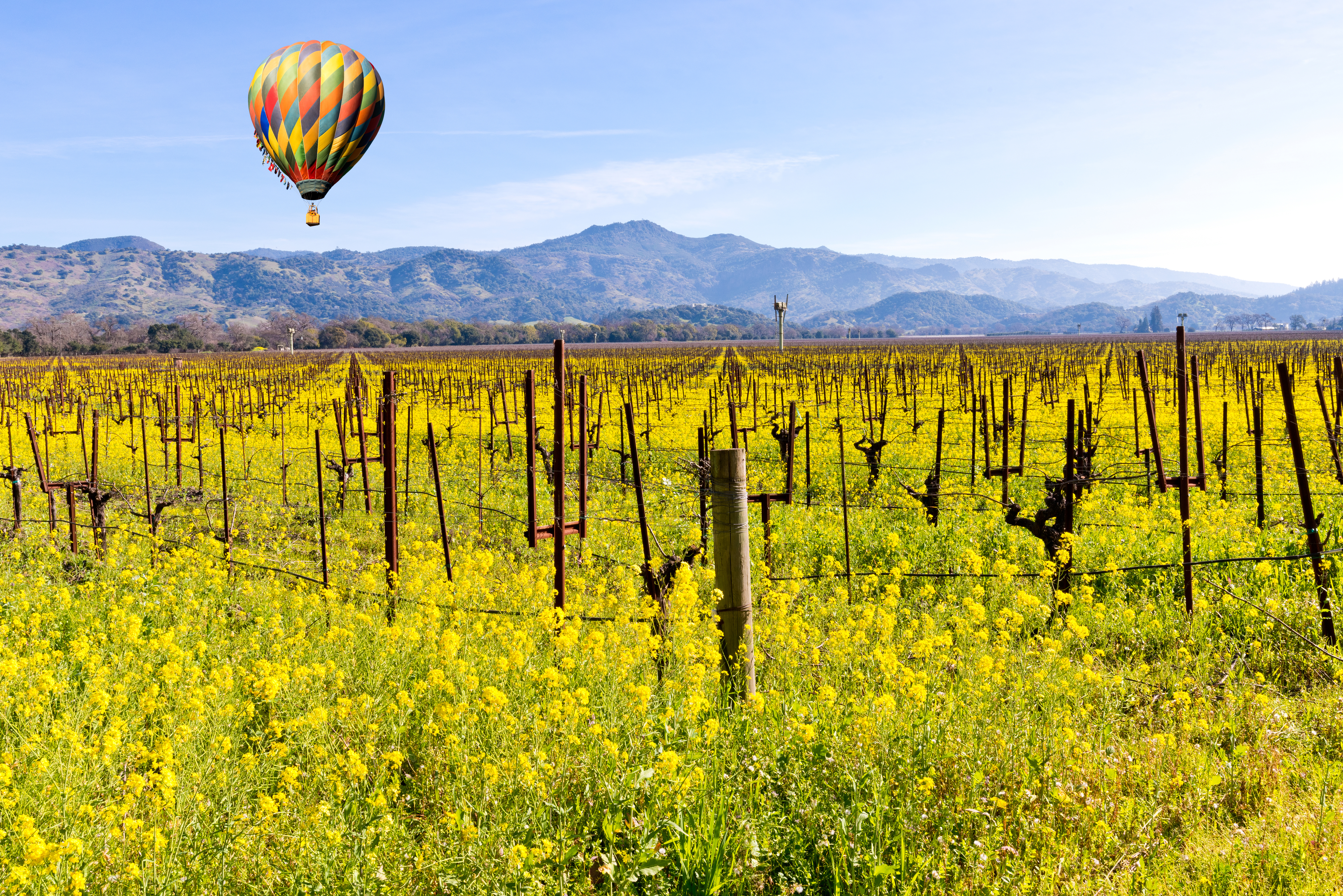 Labor Day Weekend in Napa Valley