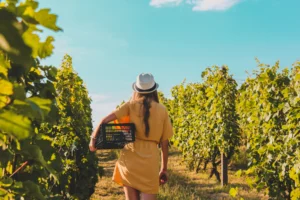 Things To Do in Napa Valley in Summer 2026 1